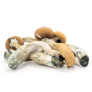 Buy Penis Envy Mushrooms online In Canada