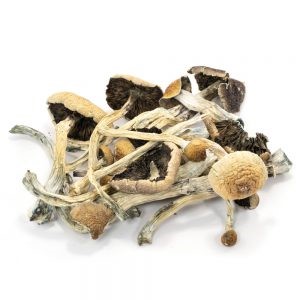Buy Amazonian Cubensis shrooms Online In Canada
