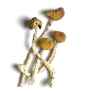 Buy AZTEC GODS MAGIC MUSHROOM Online In Canada