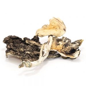 Buy Brazilian Cubensis Online In Canada