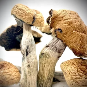 Buy Lizard King Magic Mushrooms Online In Canada