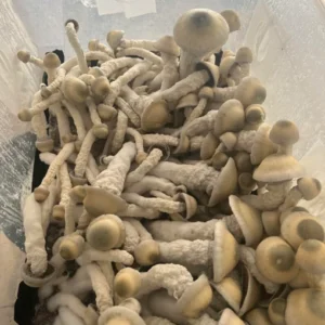 Buy Thrasher Mushrooms Online In Canada