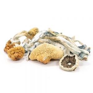 Buy Blue Meanies Mushrooms Online In Canada