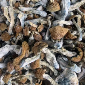 Buy Magic Mushrooms Online In Canada