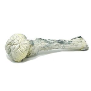 BUY RUSTY WHITE MAGIC MUSHROOMS ONLINE IN CANADA