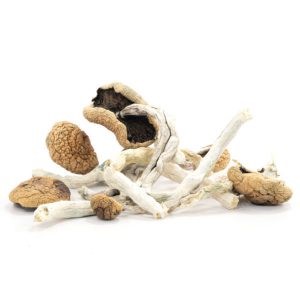 Buy Arenal Volcano Mushrooms Online In Canada