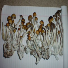 Buy Psilocybin cubensis Amazonian Online In Canada